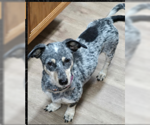 Medium Photo #1 Chiweenie Puppy For Sale in Missouri City, TX, USA