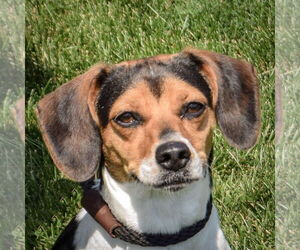 Medium Beagle Mix