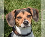 Small Beagle Mix