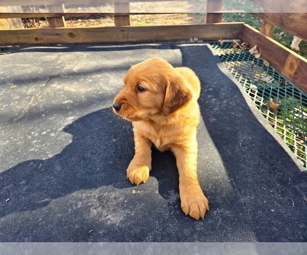 Medium Photo #4 Golden Retriever Puppy For Sale in LEON, KS, USA