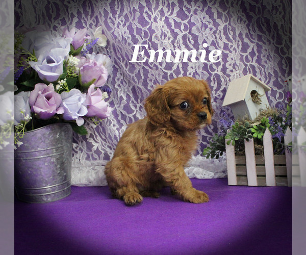 Medium Photo #3 Cavalier King Charles Spaniel Puppy For Sale in CHANUTE, KS, USA