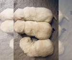 Small #17 Labrador Retriever