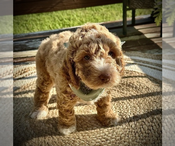 Medium Photo #12 Goldendoodle (Miniature) Puppy For Sale in OWENSBORO, KY, USA