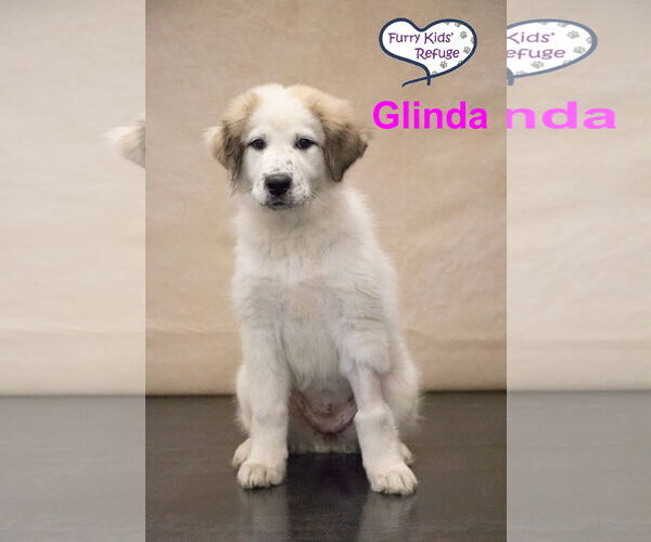 Medium Photo #2 Anatolian Pyrenees Puppy For Sale in Lee's Summit, MO, USA