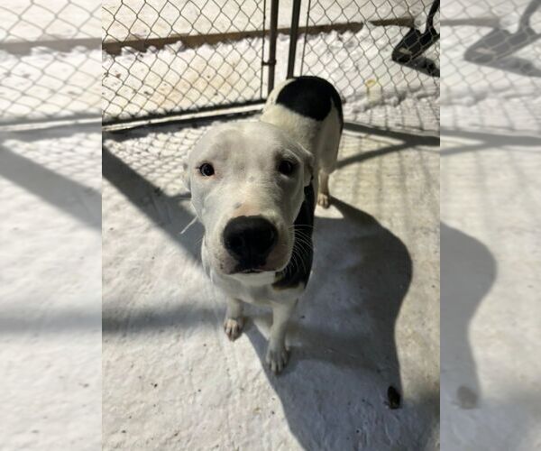 Medium Photo #1 American Pit Bull Terrier-Unknown Mix Puppy For Sale in Calgary, Alberta, Canada