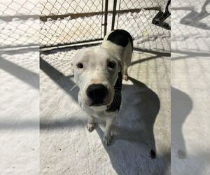 American Pit Bull Terrier-Unknown Mix Dogs for adoption in Calgary, Alberta, Canada