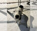 Small American Pit Bull Terrier Mix