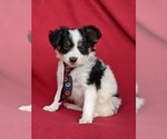 Small Photo #1 Papillon Puppy For Sale in OXFORD, PA, USA