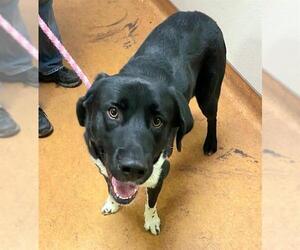 Lab-Pointer Dogs for adoption in Sacramento, CA, USA
