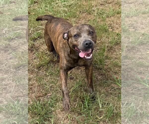 Medium Photo #2 American Pit Bull Terrier-Unknown Mix Puppy For Sale in Wetumpka, AL, USA