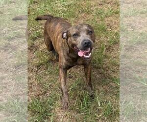 American Pit Bull Terrier-Unknown Mix Dogs for adoption in Wetumpka, AL, USA