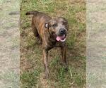 Small #1 American Pit Bull Terrier Mix