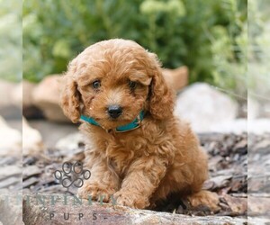 Cavapoo (Miniature) Puppy for sale in COATESVILLE, PA, USA
