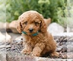 Small Cavapoo (Miniature)