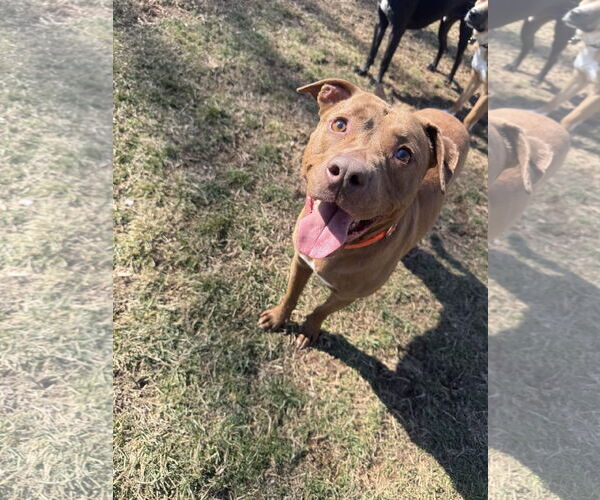 Medium Photo #5 Labrador Retriever-Unknown Mix Puppy For Sale in Doylestown, PA, USA