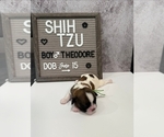 Small Photo #14 Shih Tzu Puppy For Sale in NEW YORK MILLS, MN, USA