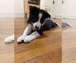 Small #3 Border Collie