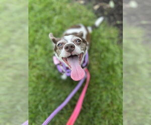 Medium Chiweenie