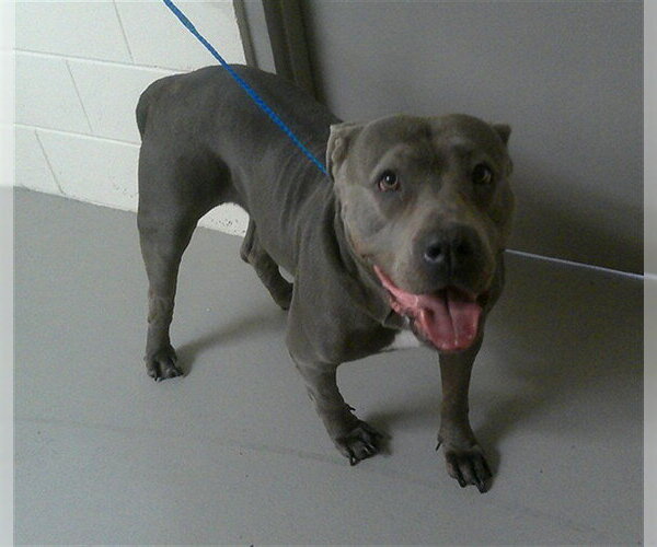 Medium Photo #1 American Staffordshire Terrier-Unknown Mix Puppy For Sale in Sanford, FL, USA