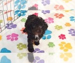 Dexter - Male Cockapoo (Toy)-Poodle (Toy) Mix Puppy for Sale - Photo #5