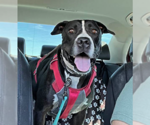 Bentley - Male American Pit Bull Terrier-Unknown Mix Dog for Adoption - Photo #8
