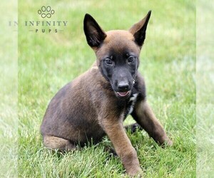 Belgian Malinois Puppy for sale in NEW HOLLAND, PA, USA