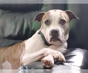 American Pit Bull Terrier-Unknown Mix Dogs for adoption in Millersville, MD, USA