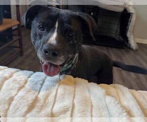 Mutt Dogs for adoption in Westwood, NJ, USA