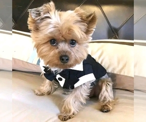 Yorkshire Terrier Puppy for sale in MIAMI, FL, USA