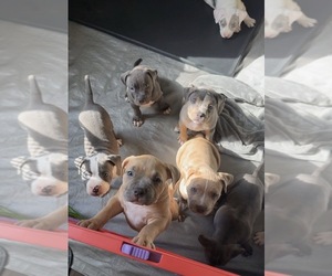 American Bully Litter for sale in MIDDLEBORO, MA, USA
