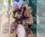 Small Photo #7 Poodle (Toy) Puppy For Sale in PALO ALTO, CA, USA