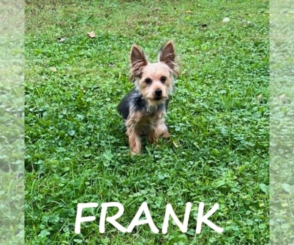 Medium Photo #2 YorkiePoo Puppy For Sale in HARTLAND, MN, USA