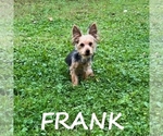 Small #1 YorkiePoo