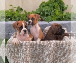 Small Photo #16 Boxer Puppy For Sale in BANNING, CA, USA