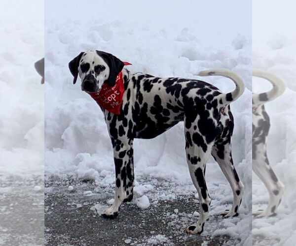Medium Photo #2 Dalmatian Puppy For Sale in Croydon, NH, USA