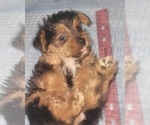 Small Photo #191 Yorkshire Terrier Puppy For Sale in AKRON, OH, USA