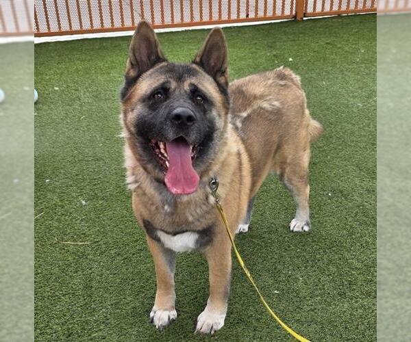 Medium Photo #2 Akita-Unknown Mix Puppy For Sale in Las Vegas, NV, USA