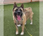 Small #1 Akita Mix