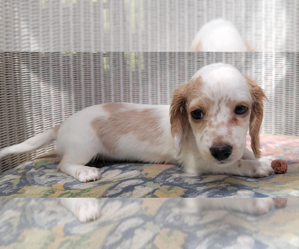 Medium Photo #1 Dachshund Puppy For Sale in CANDLER, NC, USA