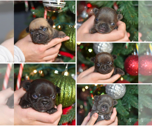 French Bulldog Litter for sale in LEBANON, KY, USA