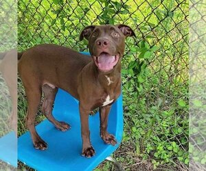 Chocolate Labrador retriever-Unknown Mix Dogs for adoption in Anniston, AL, USA