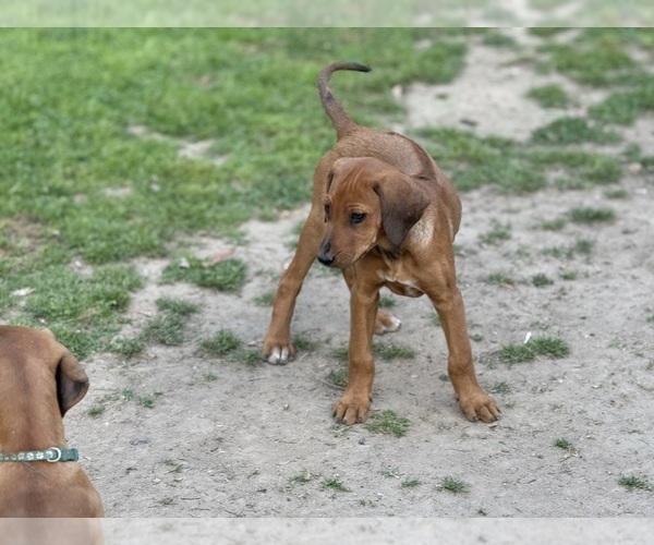 Medium Photo #5 Labrador Retriever-Rhodesian Ridgeback Mix Puppy For Sale in FRESNO, CA, USA