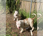 Small Photo #4 American Bully Puppy For Sale in JACKSONVILLE, FL, USA
