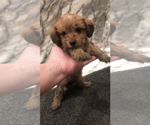 Cocker Spaniel Puppy for sale in MOUNT CARMEL, PA, USA