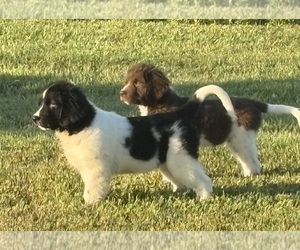 Newfoundland Puppy for Sale in WAUSEON, Ohio USA