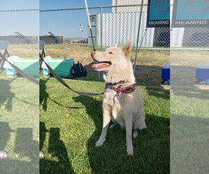 Blossom - Female Siberian Husky Dog for Adoption - Photo #16