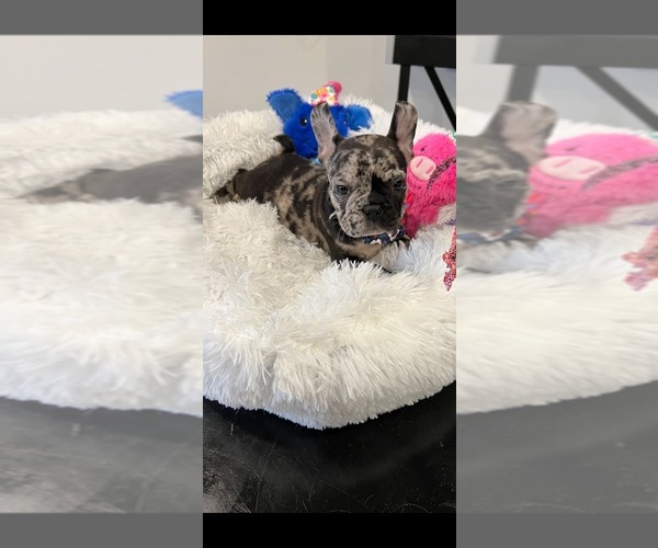 Medium Photo #3 English Bulldogge Puppy For Sale in LA PUENTE, CA, USA