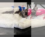 Small Photo #3 English Bulldogge Puppy For Sale in LA PUENTE, CA, USA