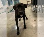 Small #4 Labrador Retriever Mix