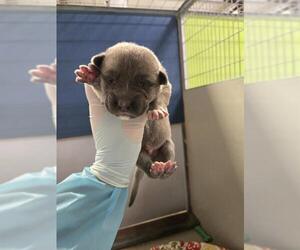 German Shepherd Dog Dogs for adoption in Bakersfield, CA, USA